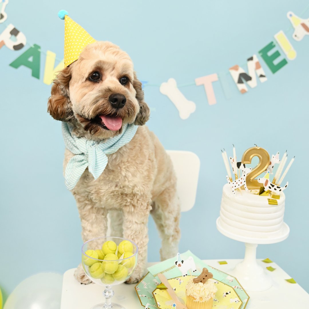 Pawty Time Banner